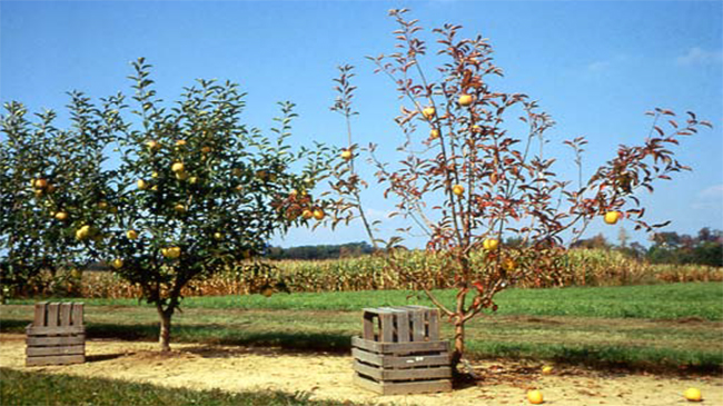 4بیماری رایج درخت سیب